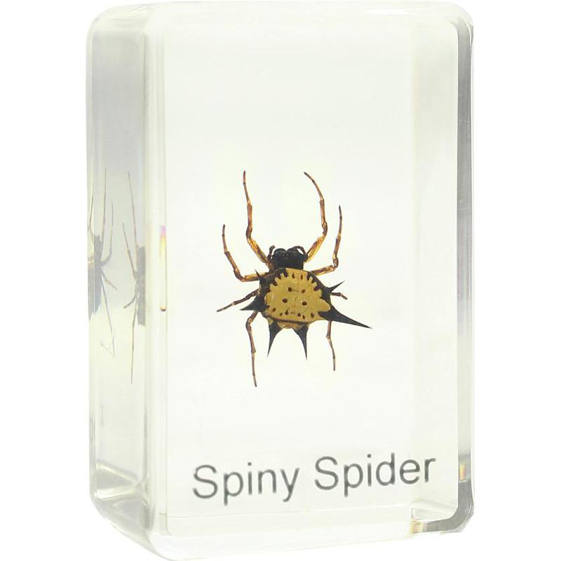 Omegon spiny spider prepared slide