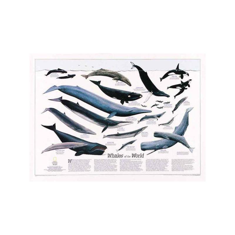 Carte Géographique National Geographic Baleines Du Monde