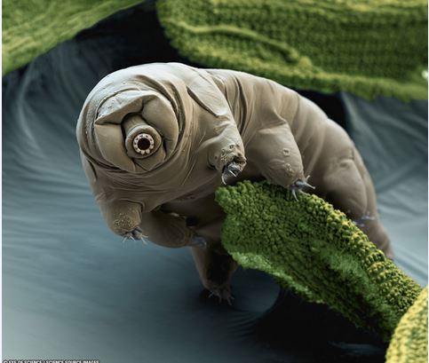 Pictured above in a color-enhanced electron micrograph, a millimeter-long tardigrade crawls on moss. Image Credit & Copyright: Nicole Ottawa & Oliver Meckes / Eye of Science, Astronomy Picture of the Day 2016 March 6 