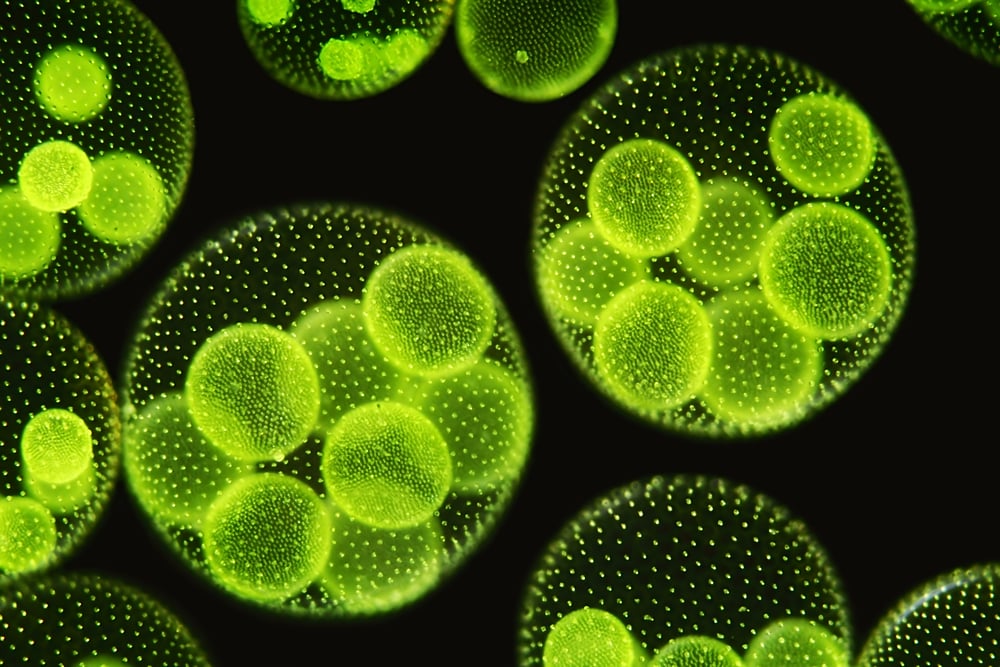 Volvox aureus - Tochterkolonien die innerhalb der Hauptkolonien wachsen. Mikroskopische Aufnahme mit Hilfe der Dunkelfeldtechnik. Quelle: Shuttershock